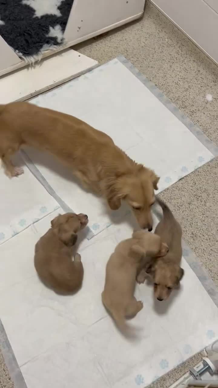Miniature Dachshund dogs for sale: **One boy left**Cream miniature dachshunds - Video 1