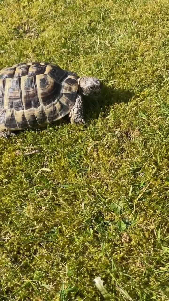 Hermann Tortoise reptiles for sale: Salad the tortoise  in Newry - Video 2