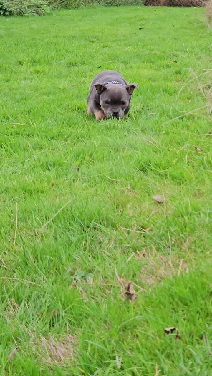 American Bully dogs for sale: Micro Exotic Bully - Video 2