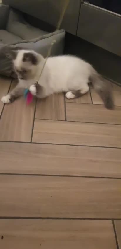 Siberian cats for sale:   Hypoallergenic Siberian Neva Masquerade kitten - Video 1