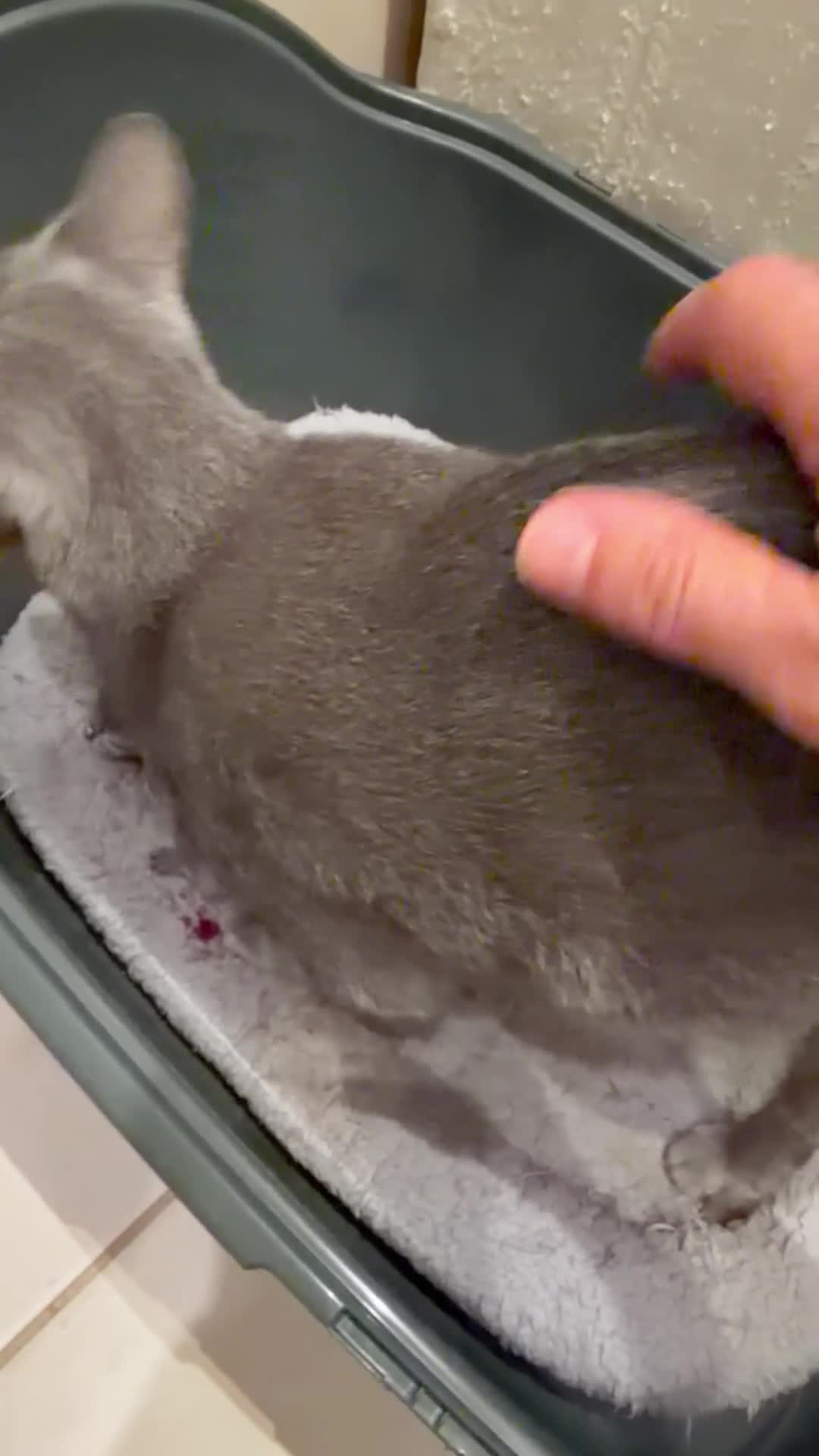 Russian Blue cats for sale: Beautiful Russian Blue Kitten for Sale tica pedig in London - Video 2