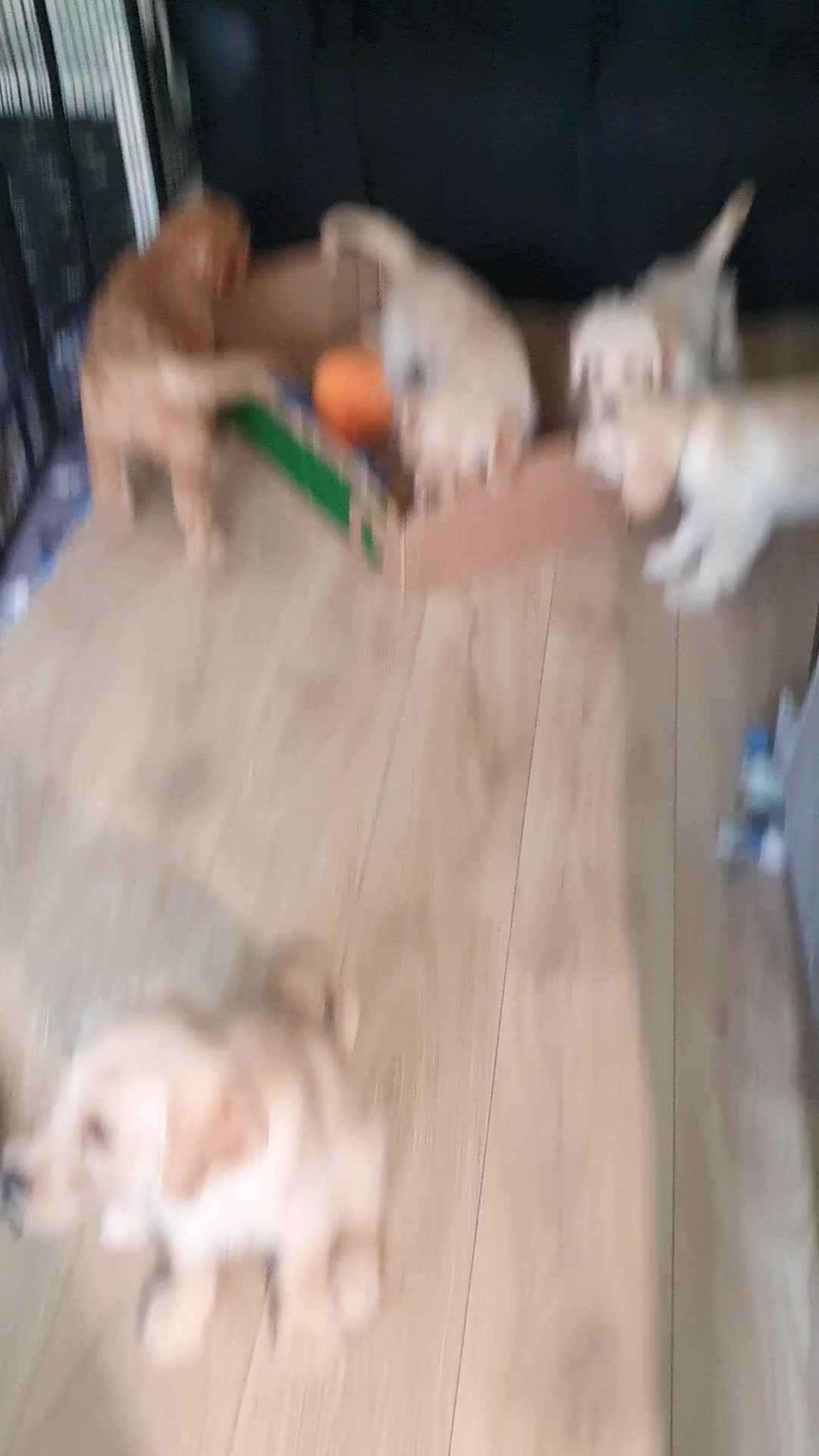 Double Doodle dogs for sale: Goldendoodle/Labradoodle  - Video 1