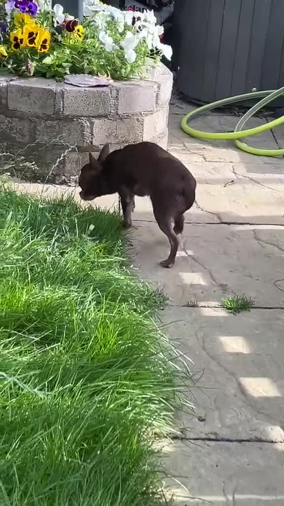 Chihuahua dogs for sale: Chihuahua girl chocolate small size  - Video 2