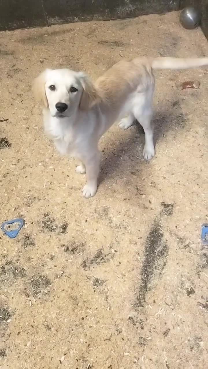 Golden Retriever dogs for sale: STUNNING GOLDEN RETRIEVER PUPS - Video 1