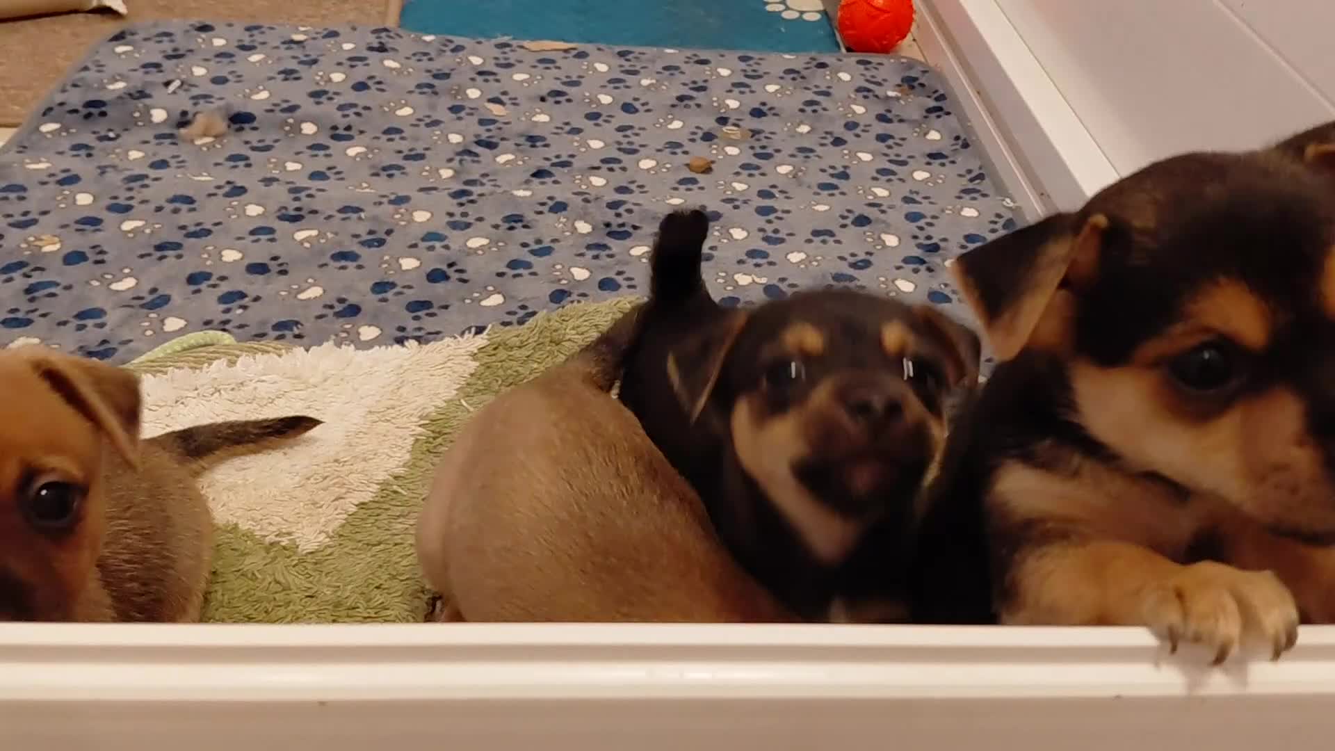 Jack Russell dogs for sale: Jack Russell Puppies - Video 2