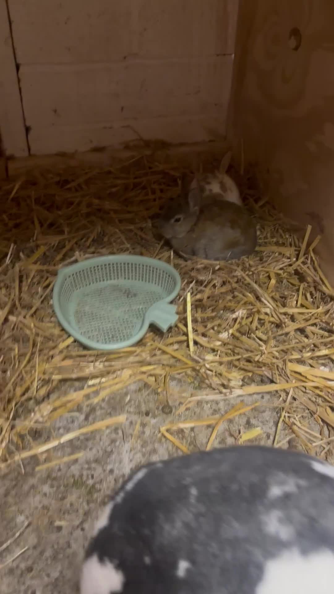 Rex rabbits for sale: 3 Rex kits for sale - Video 1