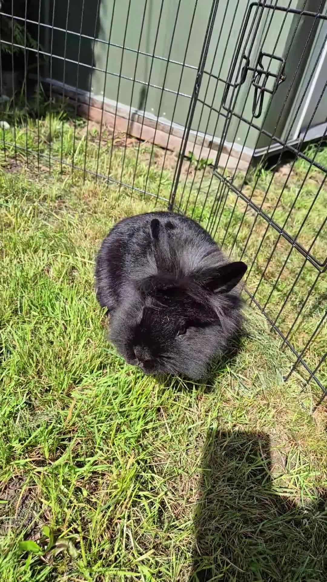 Lionhead rabbits for sale: Female lion head rabbit in Ipswich - Video 1
