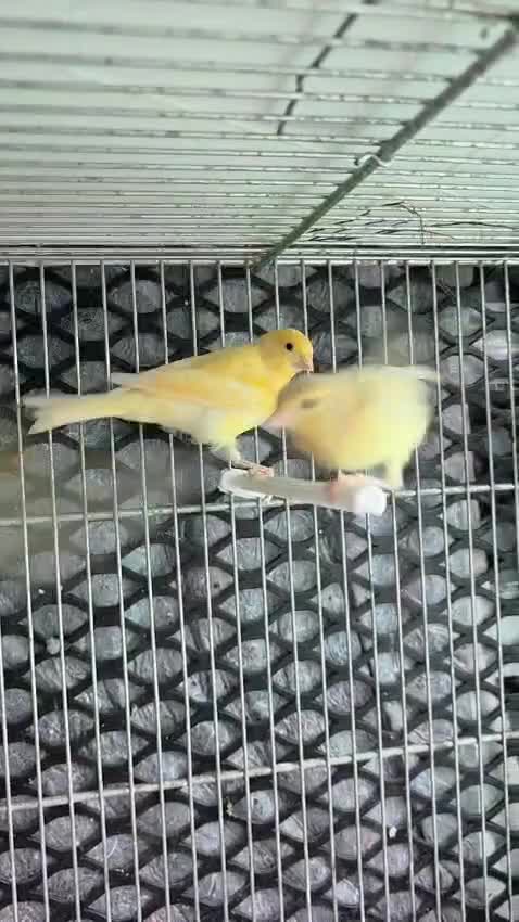 Canaries birds for sale: Cnarries  for sale  - Video 1
