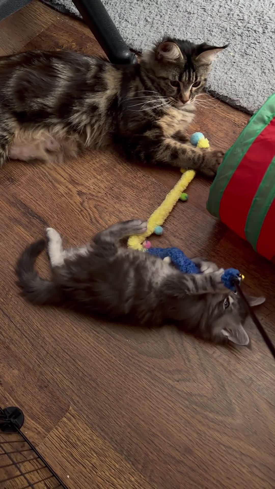 Maine Coon cats for sale: ❤️ Maine Coon kittens TICA registered ❤️ - Video 3