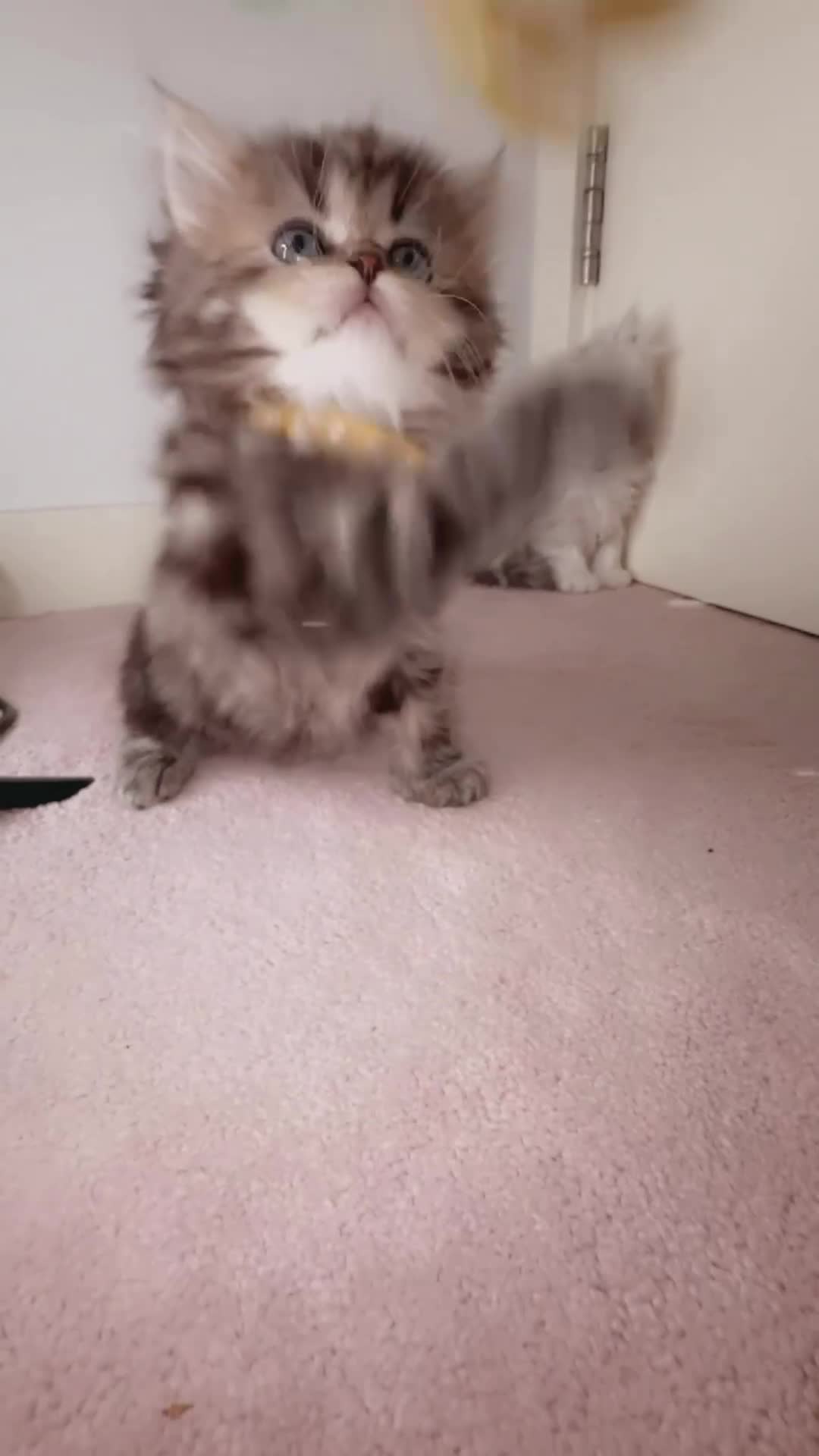 Persian cats for sale: Rare Beauty~Persian Kittens🤍 - Video 2