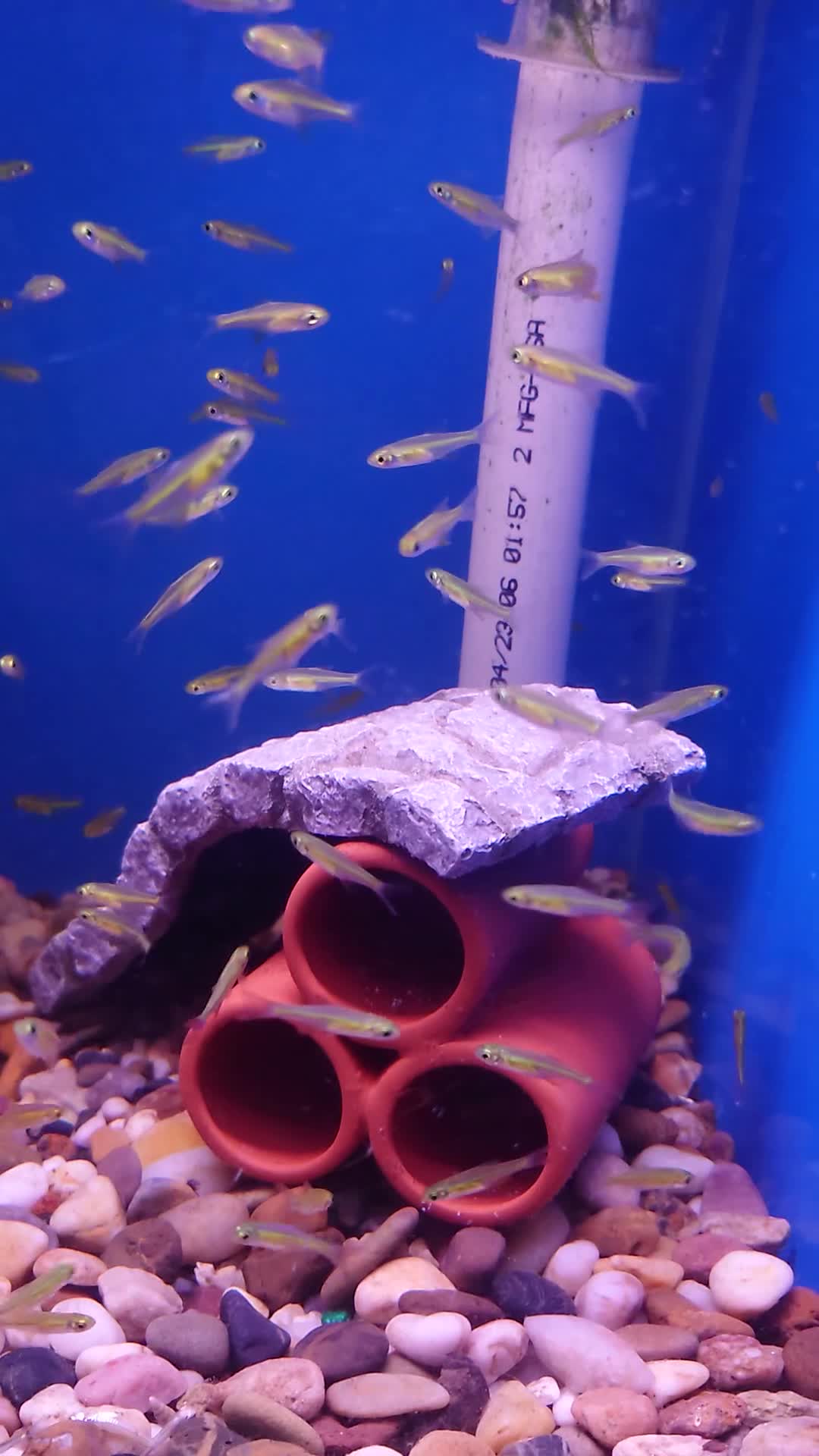 Other/Mixed Breed fish for sale: Fish Stock List - Updated Regularly  - Video 2