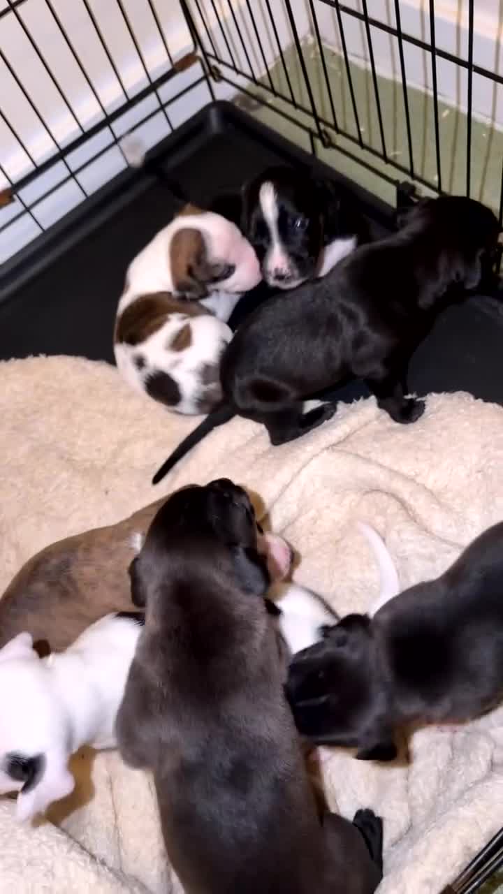 Mixed Breed dogs for sale: Staffordshire Bull Terrier × Whippet Puppies in Peterborough - Video 2