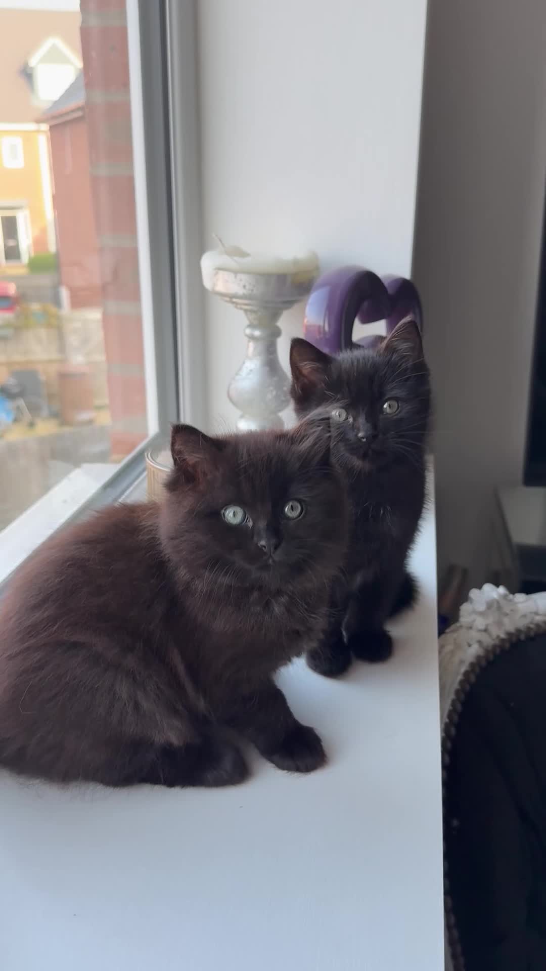 Ragdoll cats for sale: Beautiful RAGDOLL X KITTENS  - Video 1