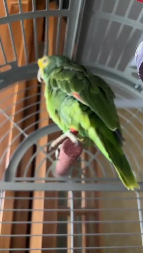 Parrots birds for sale: Talking Handreared Double-yellow-headed Amazon  - Video 3