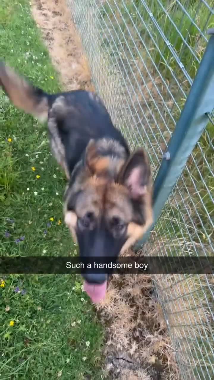 German Shepherd dogs for sale: Pure bred German Shepherd  - Video 1