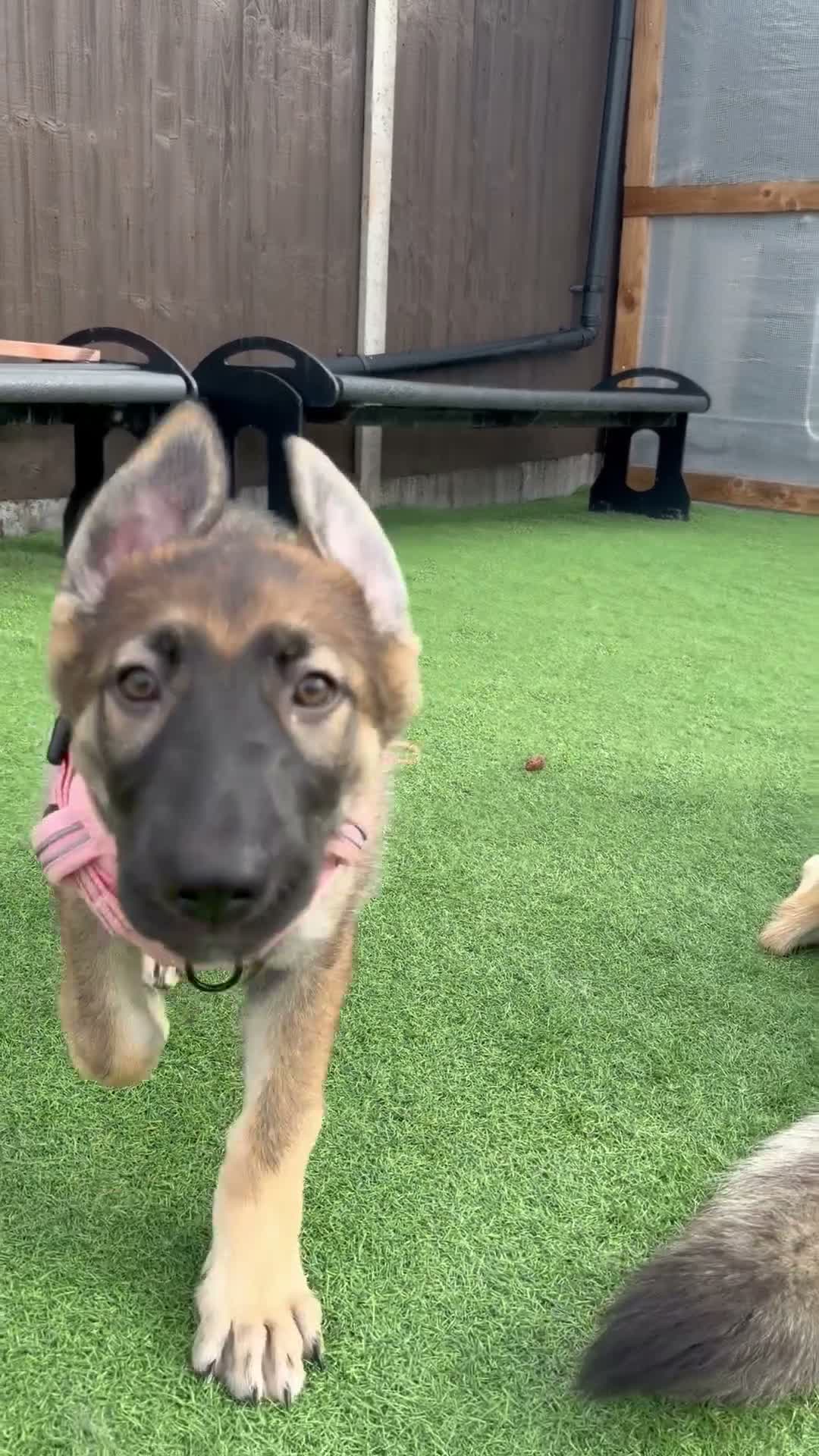 German Shepherd dogs for sale: 5Star⭐️Original Straight-Back German Shepherds  - Video 1