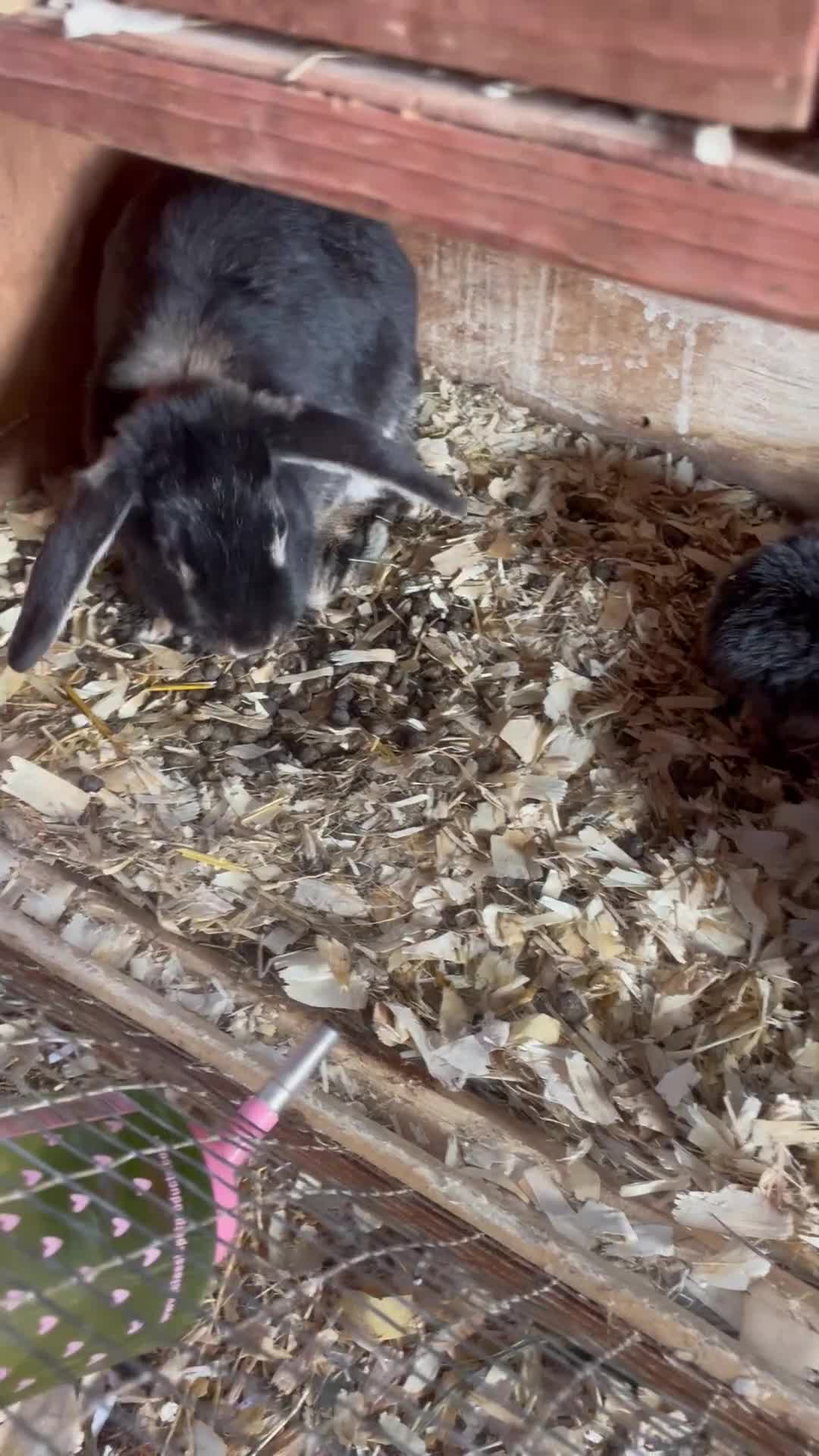 Mini Lop rabbits for sale: Otter mini lop kits - Video 1