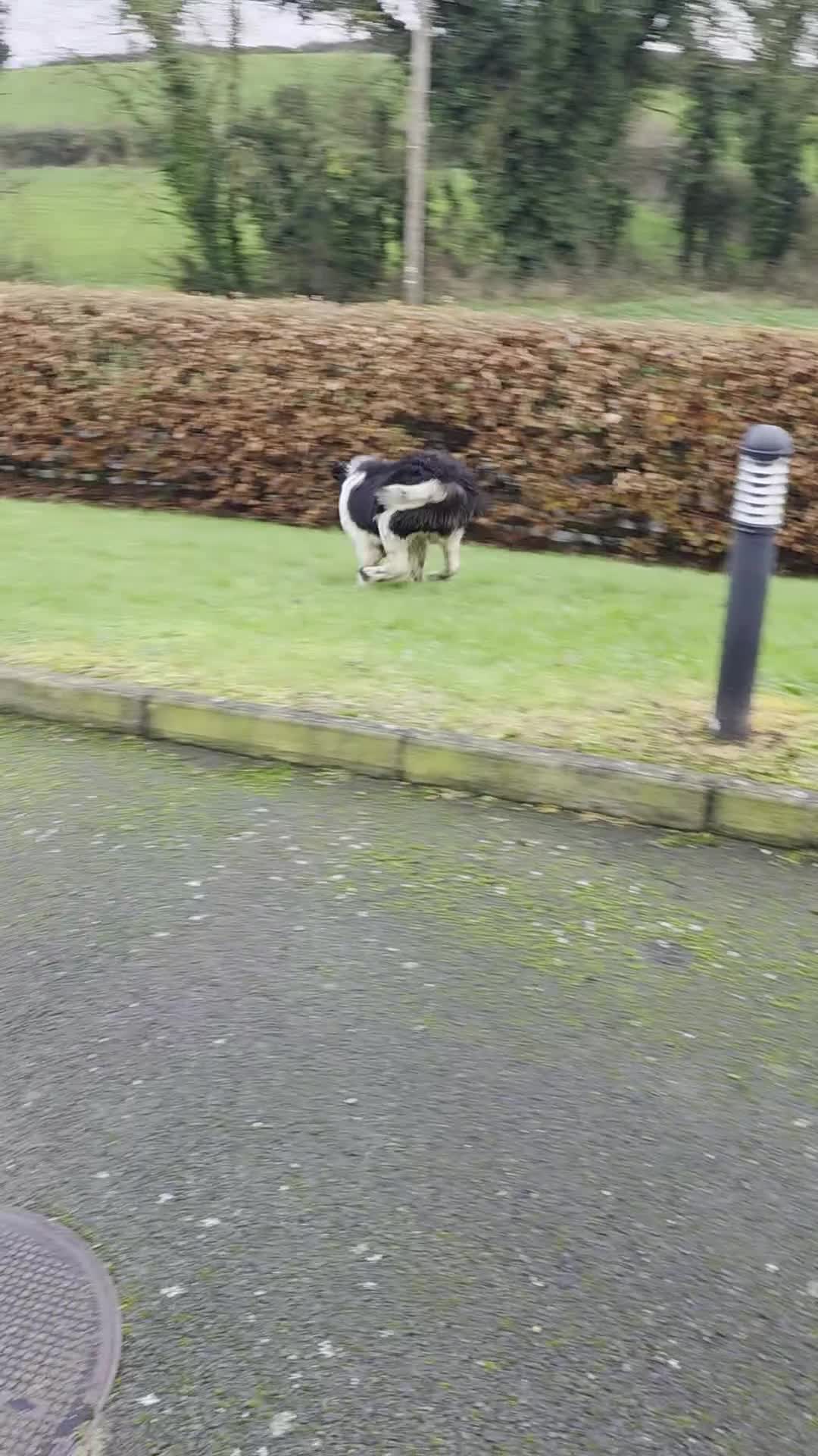Newfoundland dogs for sale: Setanta is a beautiful landseer newfoundland  - Video 1