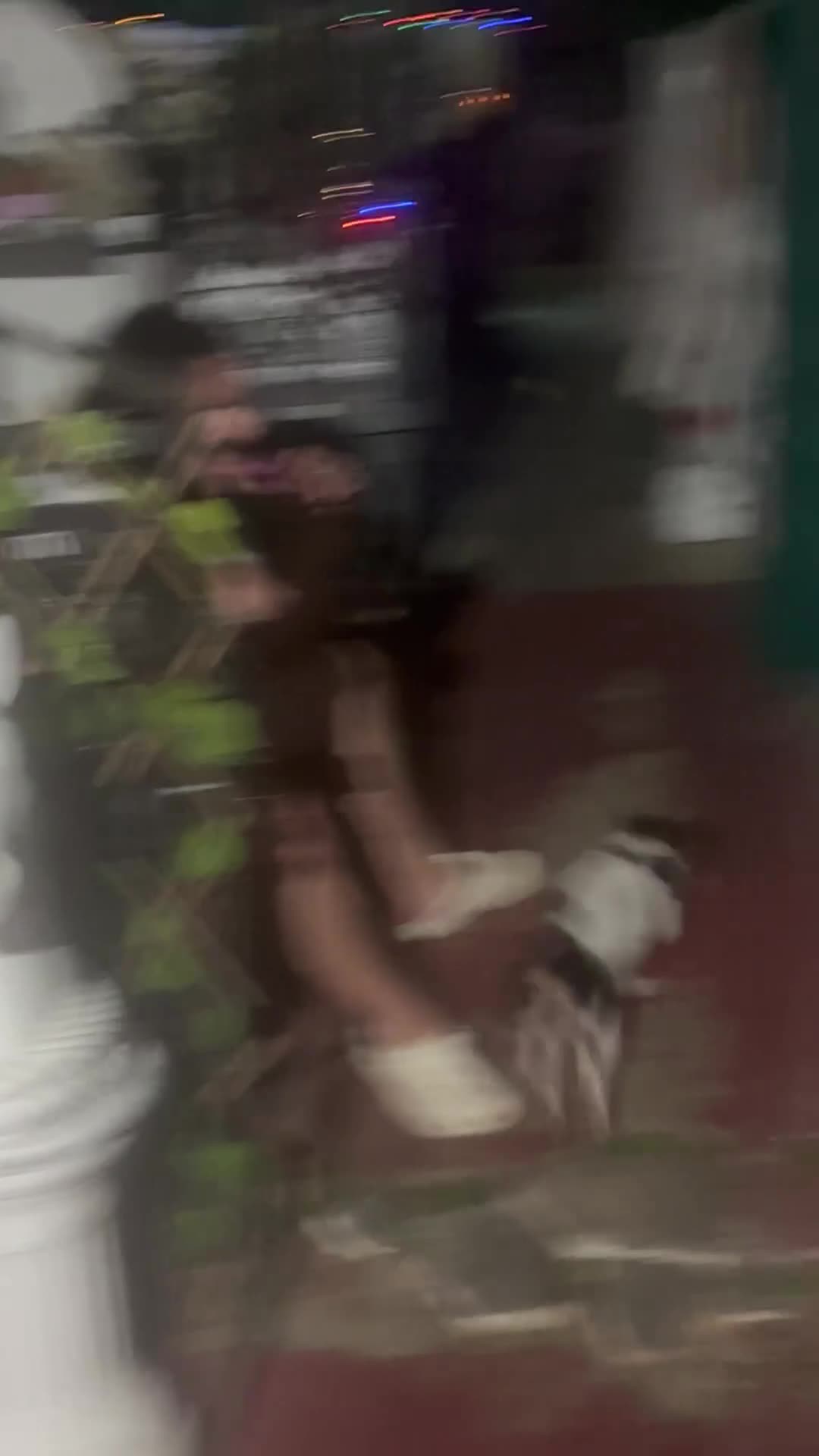 Jack Russell dogs for sale: Echo is looking for a new home  - Video 1