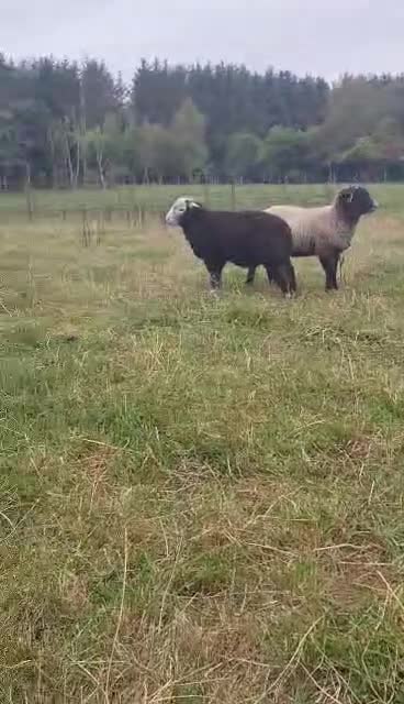 Border Collie dogs for stud: Border collie stud  - Video 1