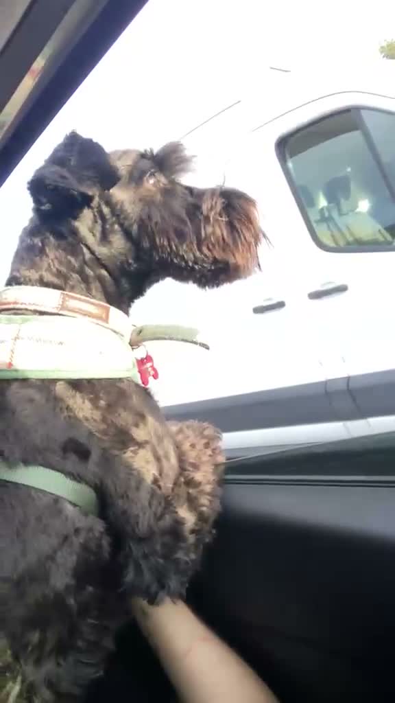 Miniature Schnauzer dogs for stud: For Stud 4th gen KC Registered Miniature Schnauzer - Video 1