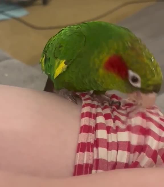 Parrots birds for sale: Hoffmans Conure  in Bournemouth - Video 1