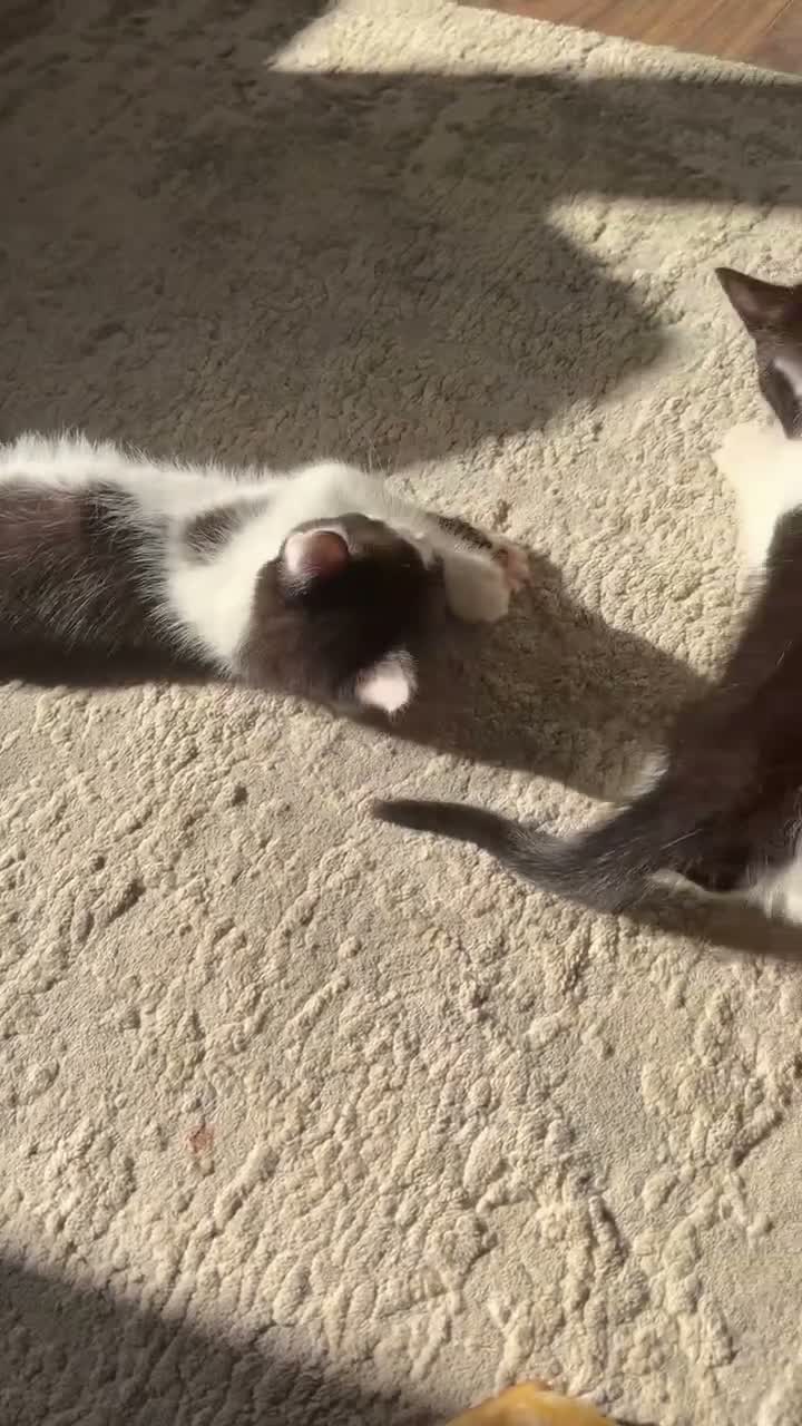 Mixed Breed cats for sale: Black and white male kittens  - Video 1