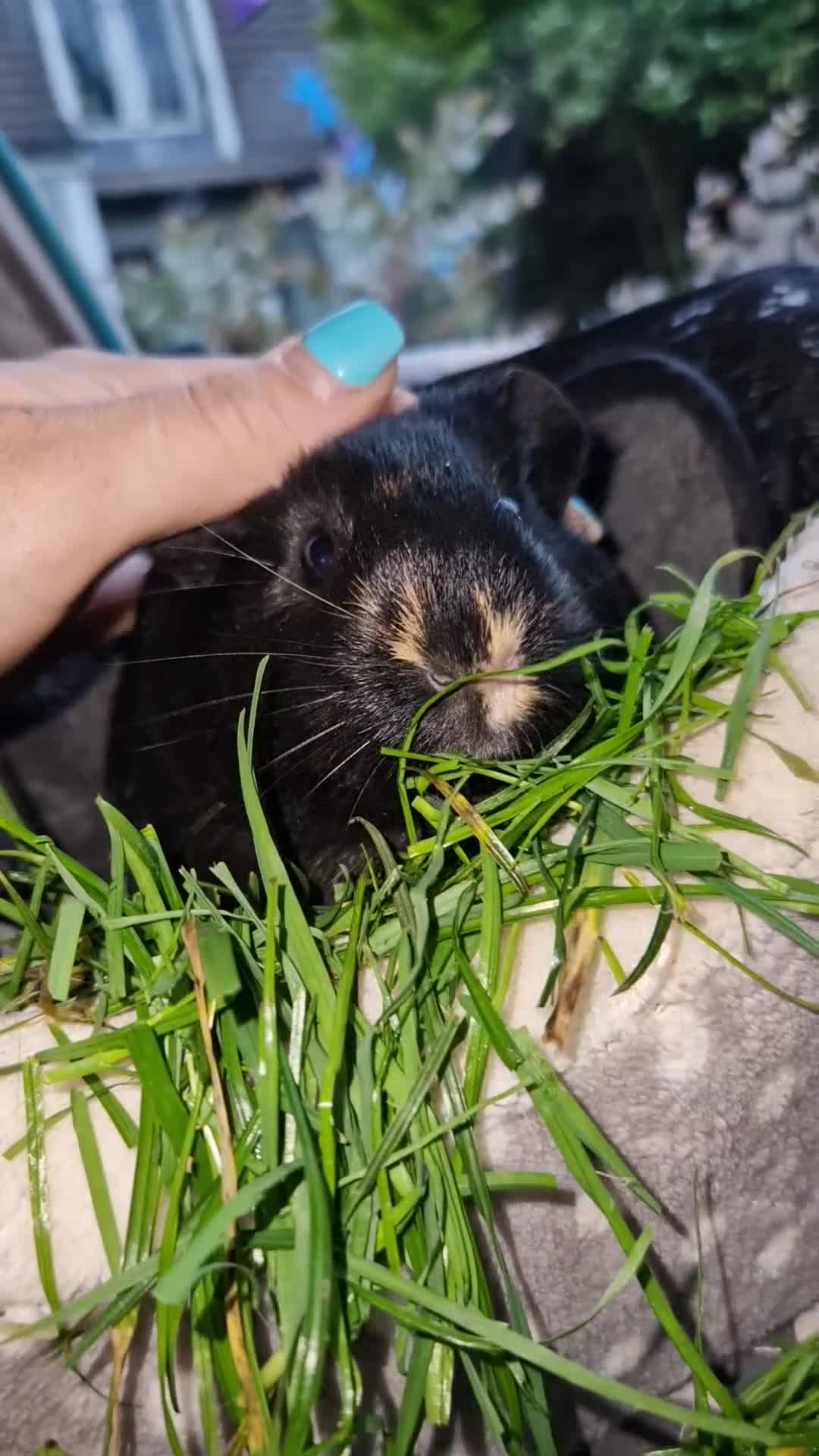 Guinea Pig rodents for sale: Beautiful American smooth coat  - Video 2
