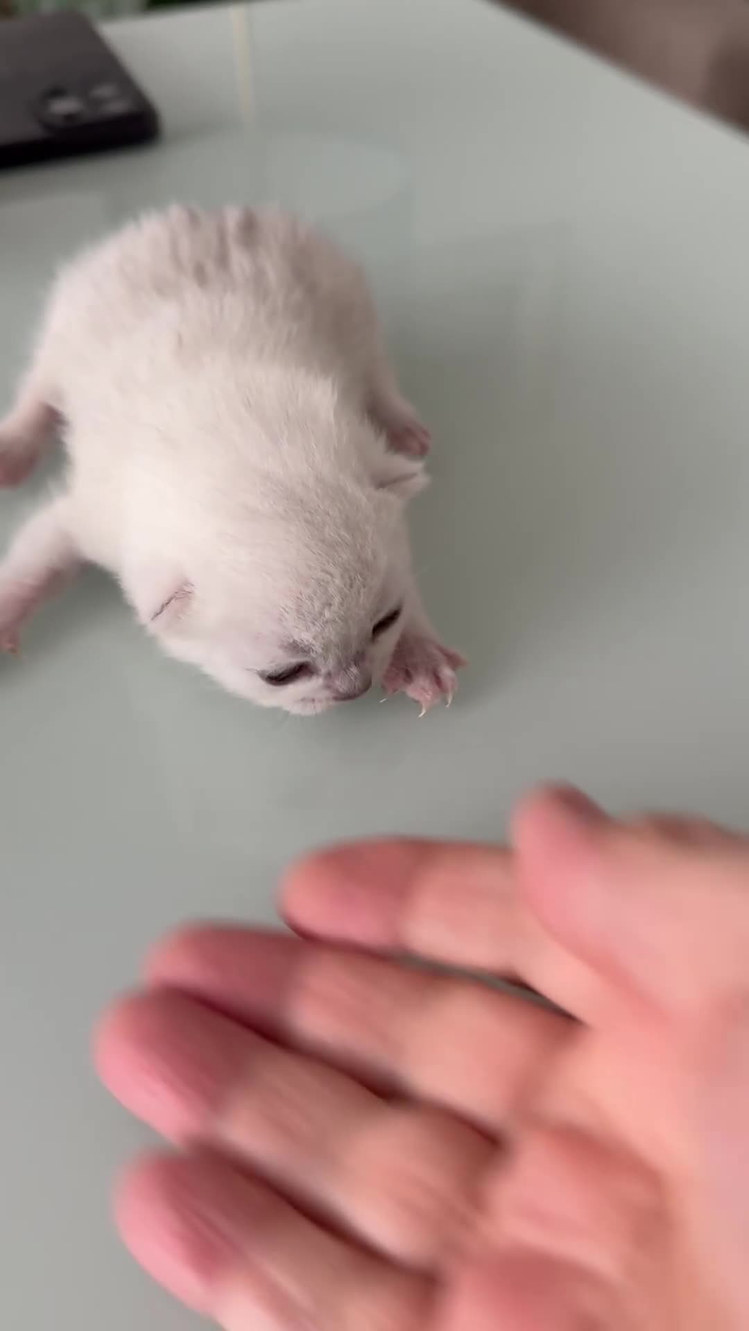 British Shorthair cats for sale: BSH Silver Tabby kittens for Sale! - Video 2