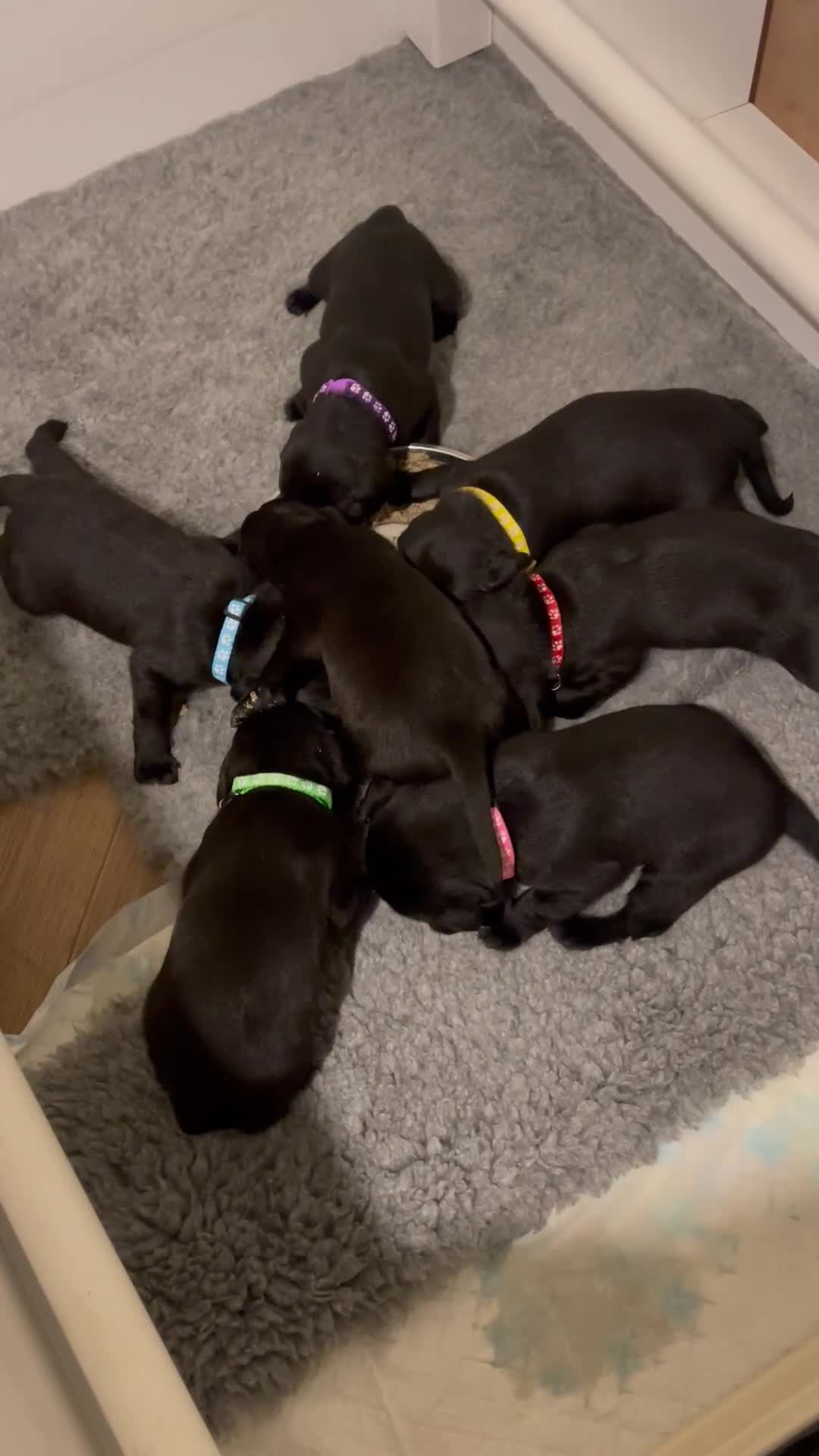 Labrador Retriever dogs for sale: Beautiful KC Black Female Pups  - Video 2