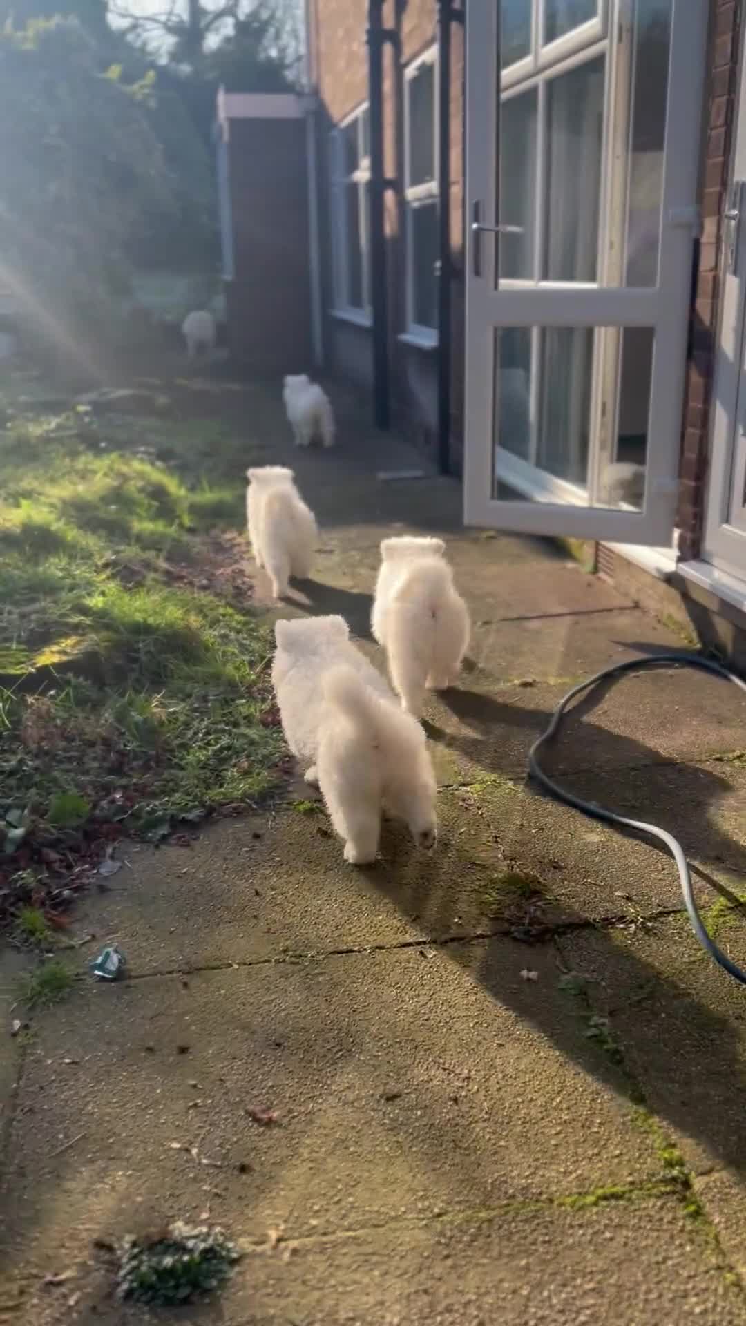 Samoyed dogs for sale: Looking for a Loving New Home for Our Two Samoyeds - Video 2
