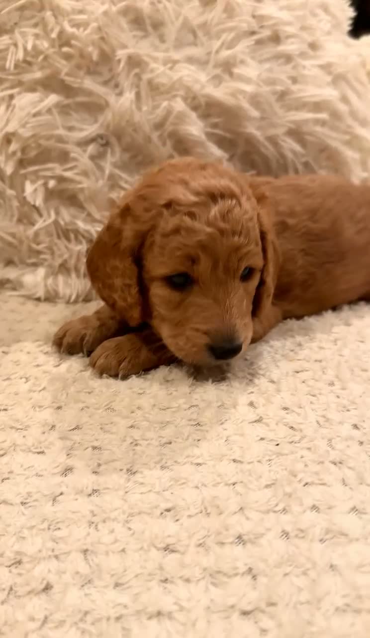 Cockapoo dogs for sale: Fox Red F2 Cockapoo Puppies - Video 1