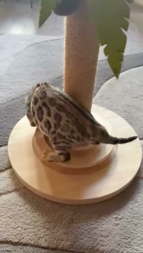 Bengal cats for sale: ⭐️ Ready now- STUNNING TICA REG ⭐️FEMALE BENGAL⭐️ - Video 2