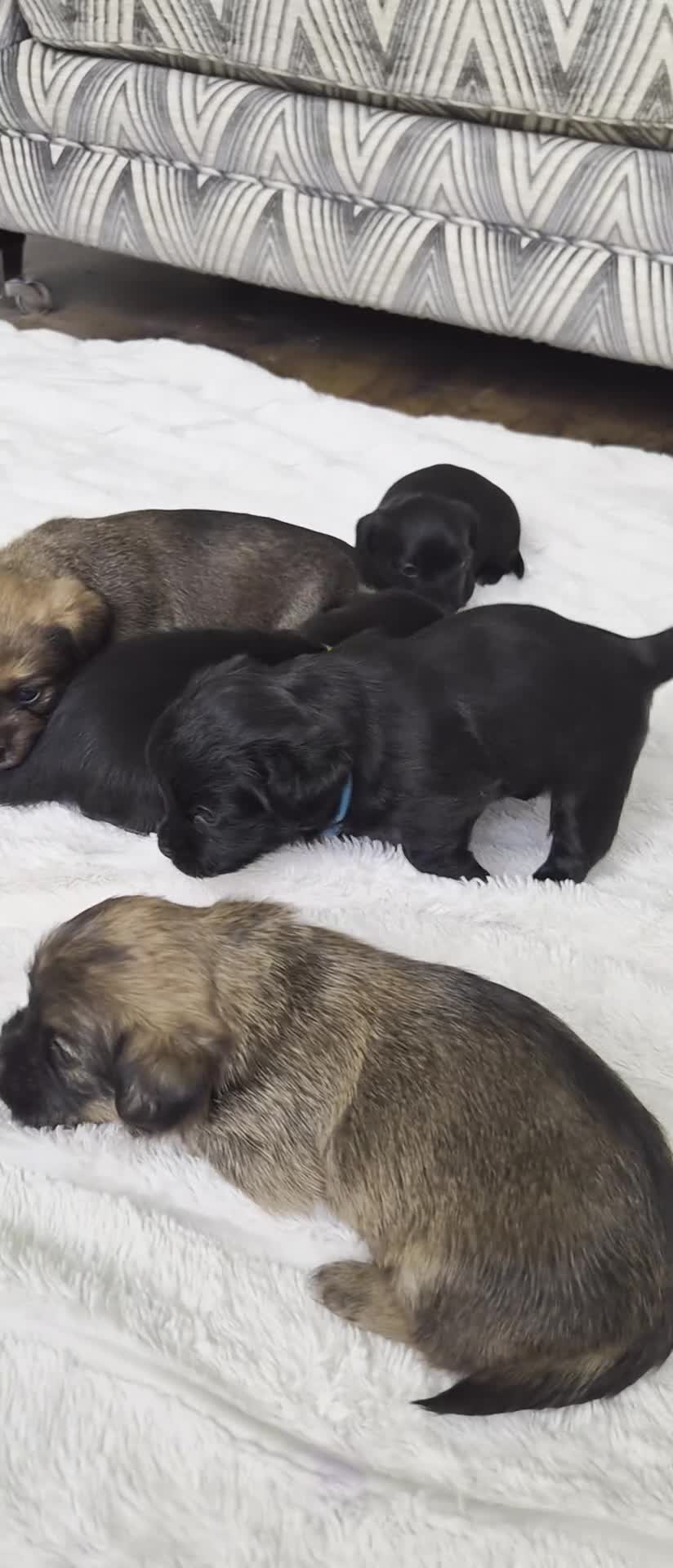 Mixed Breed dogs for sale: Jack Tzu Puppies - Video 3