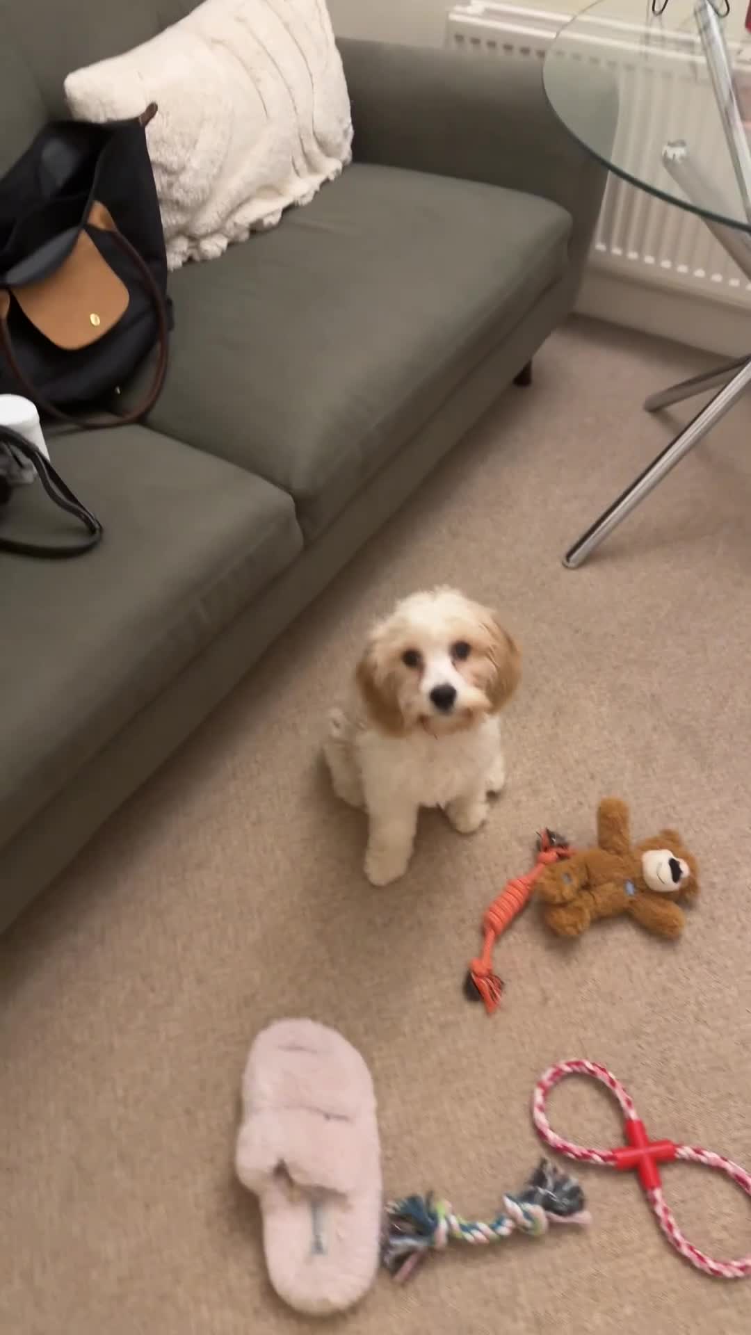 Cavapoo dogs for sale: Lovely Cavapoo for sale - Video 1