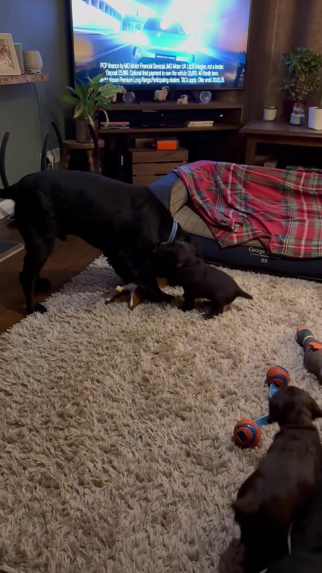 Cocker Spaniel dogs for sale: Working cocker spaniels in Chipping Campden - Video 2