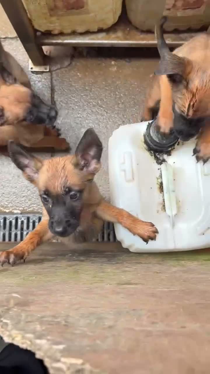 Belgian Shepherd Dog dogs for sale: Last 3 girls ready to leave now kc registered  - Video 2