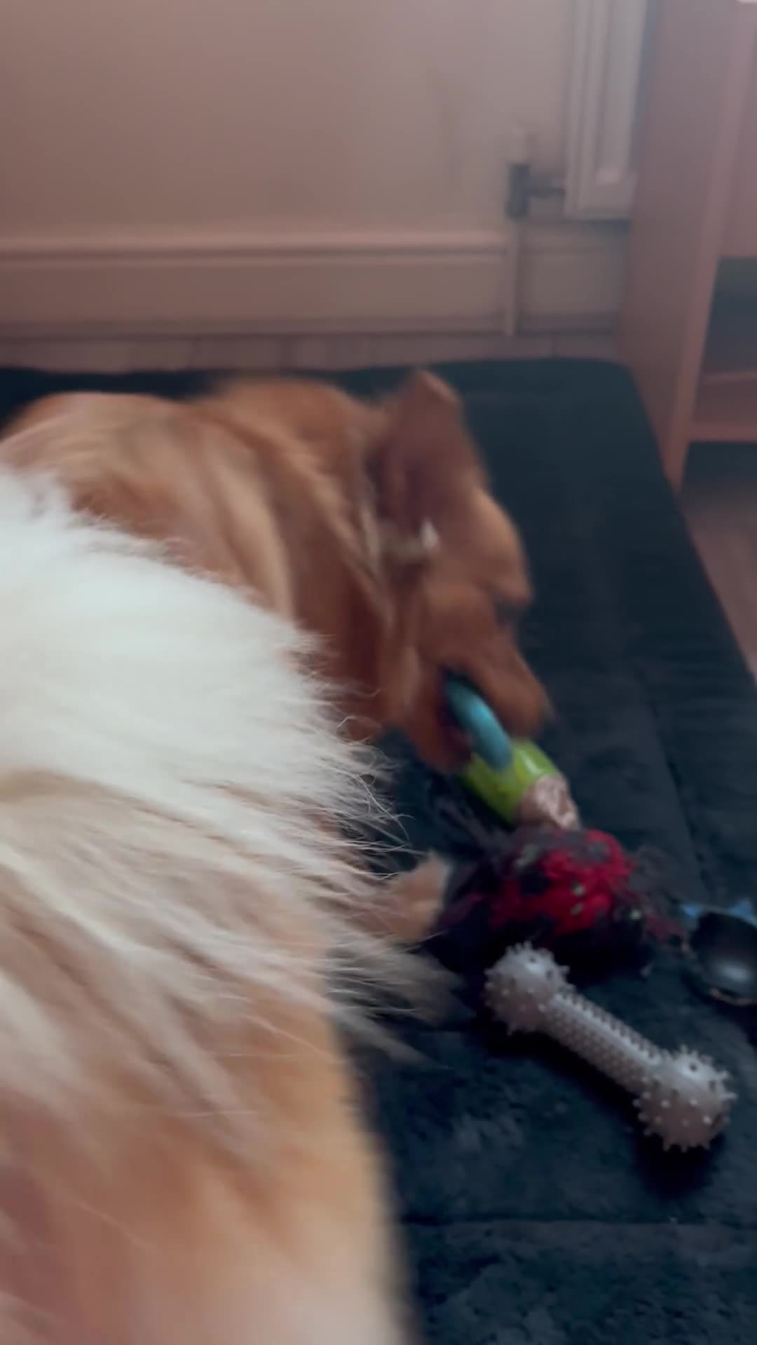 Pomsky dogs for stud:     Gorgeous Pomeranian Girl for Stud in London - Video 4