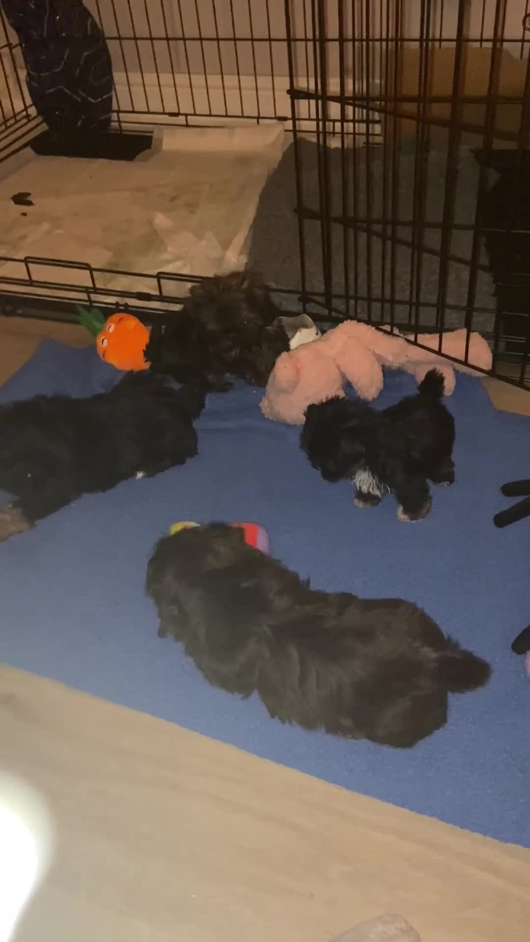 Shih Tzu dogs for sale: Stunning shih tzu puppies - Video 1