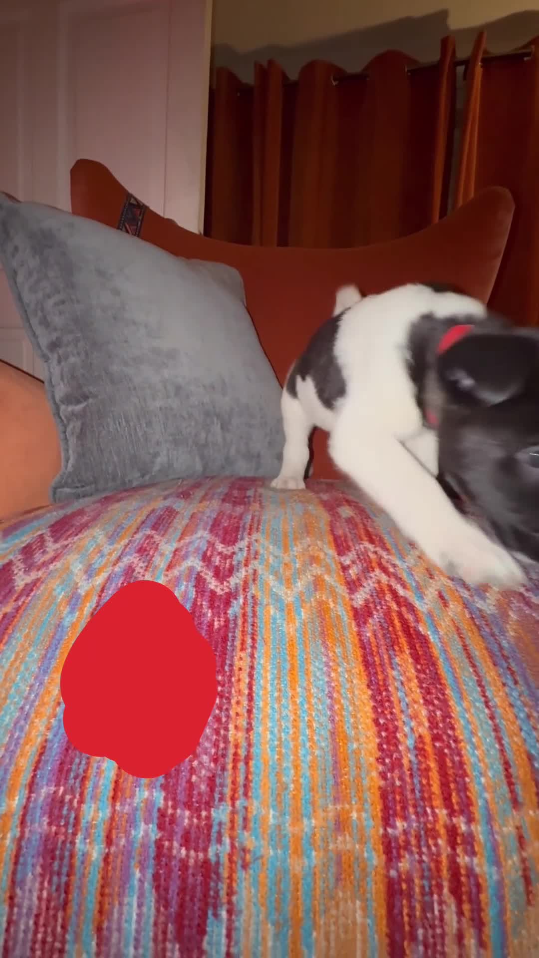 Mixed Breed dogs for sale: Labrakita - Video 2