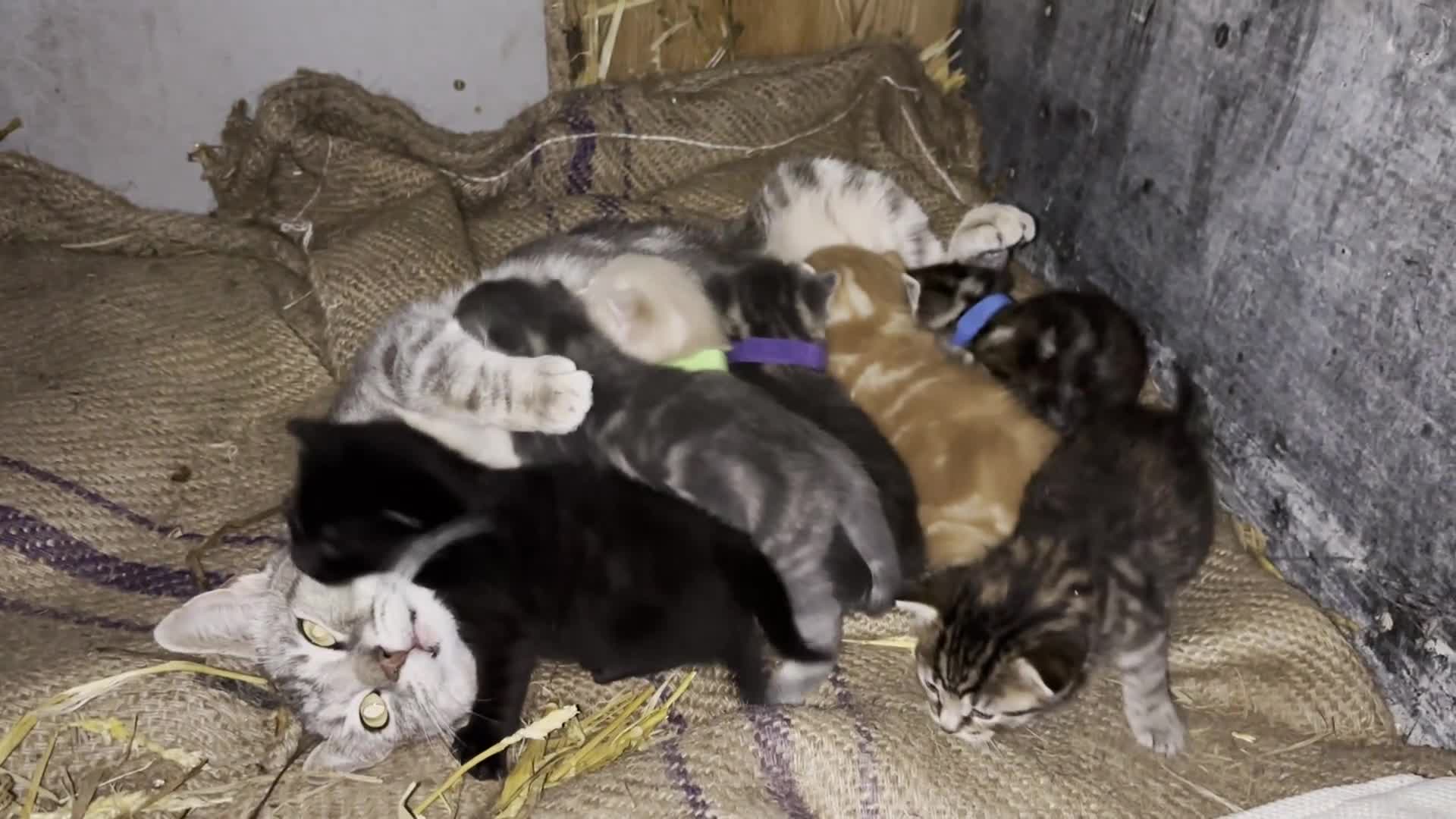 British Shorthair cats for sale: Beautiful litter of adorable kittens - Video 1