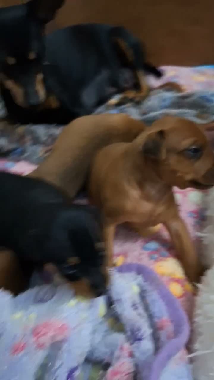 Miniature Pinscher dogs for sale: Adorable Miniature Pinscher Puppies  in Peterhead - Video 2