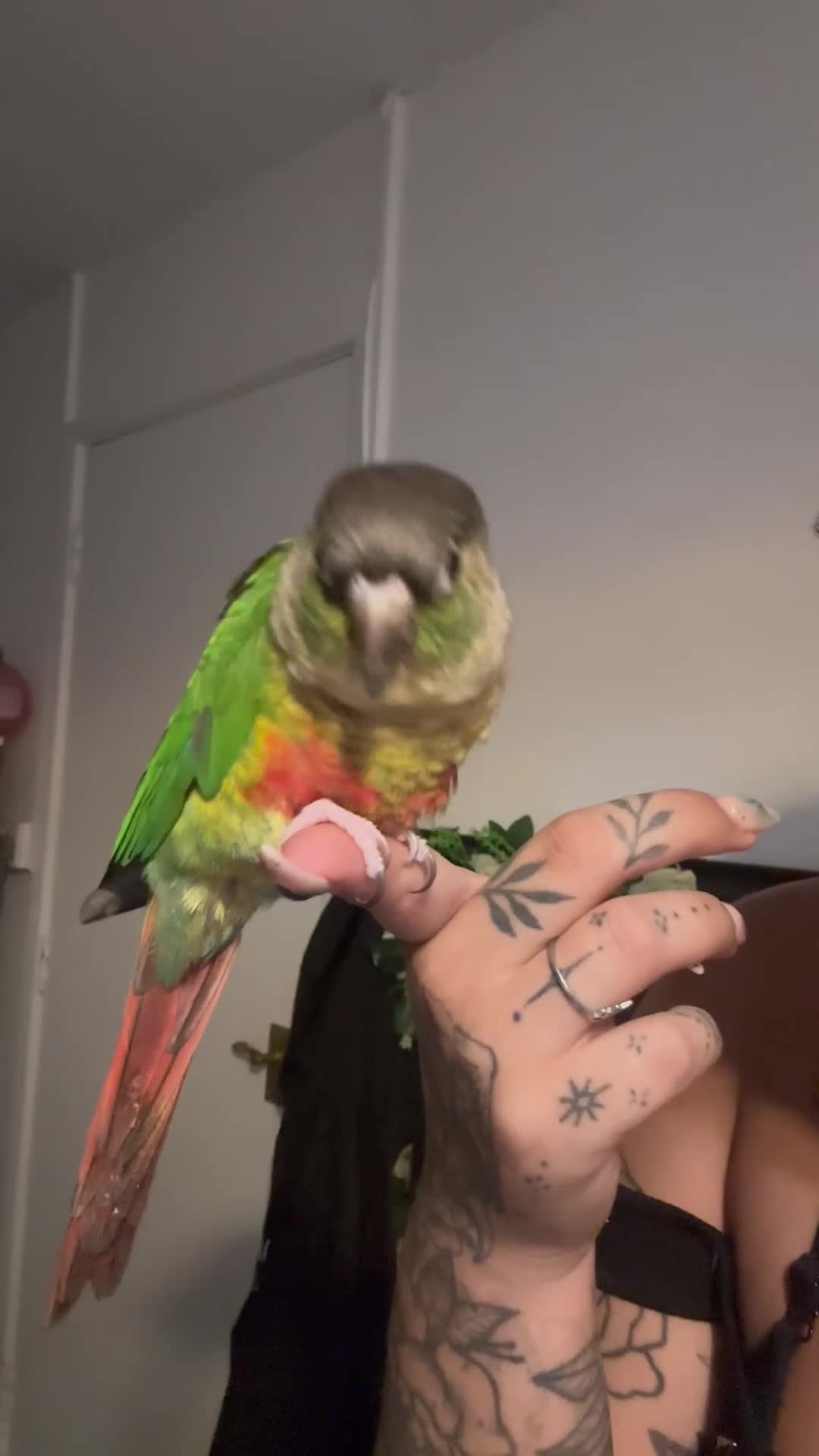 Conures birds for sale: Bonded pair of conures - cage and accessories  - Video 2