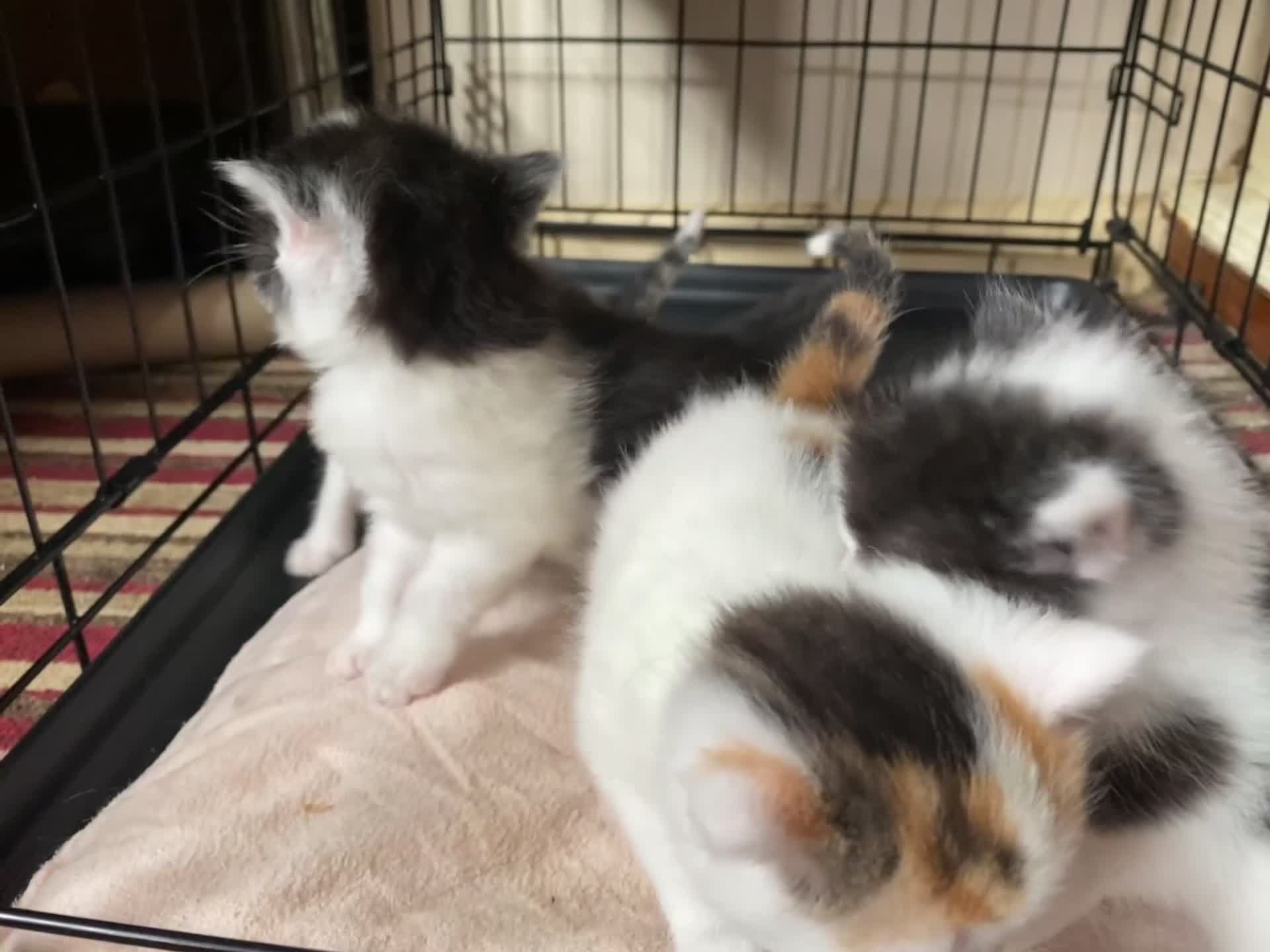 British Shorthair cats for sale: Mabel’s beautiful babies  - Video 2