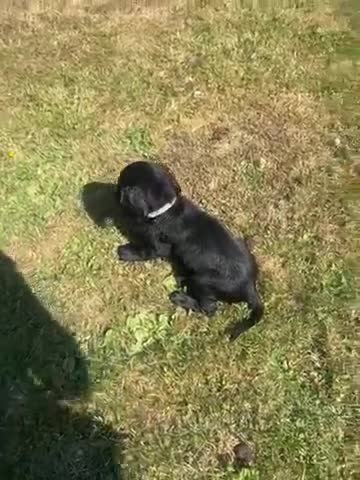 Cockerdor dogs for sale: Cockerdor puppies  - Video 4