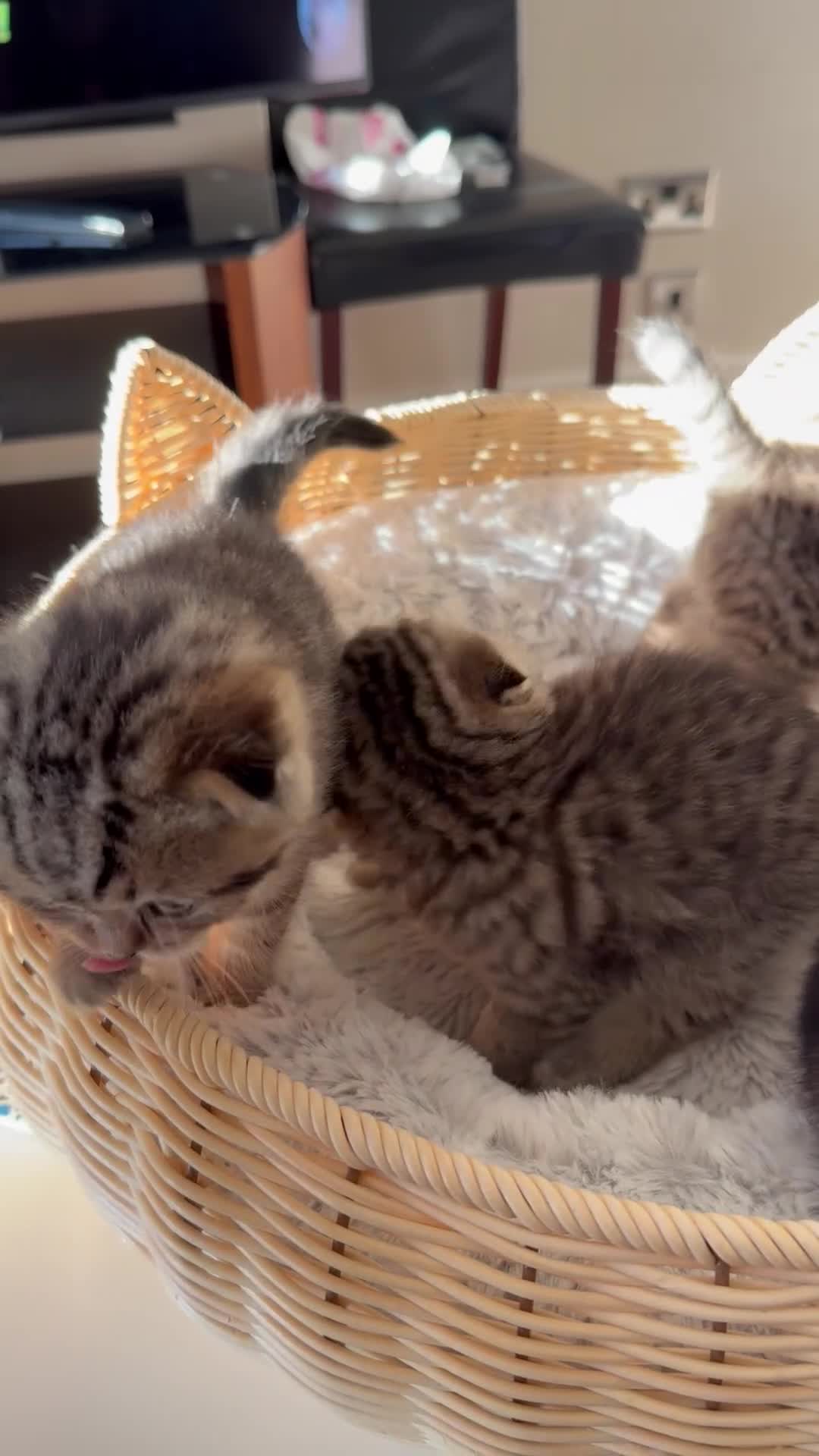 Scottish Fold cats for sale: SCOTTISH FOLD & BRITISH SHORTHAIR  - Video 2