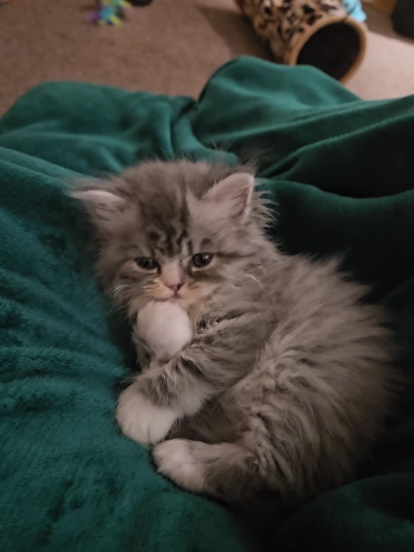 Persian cats for sale: Stuning Persian Girl - Video 4