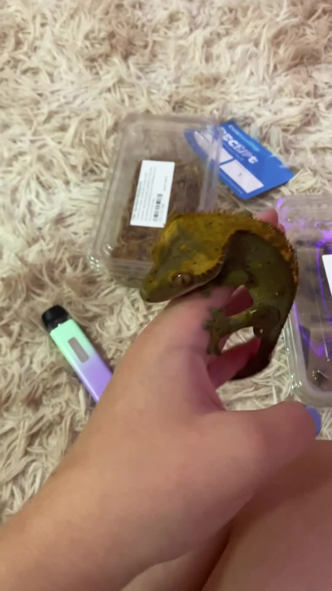 Gecko reptiles for sale: Tuko the crested gecko - Video 5