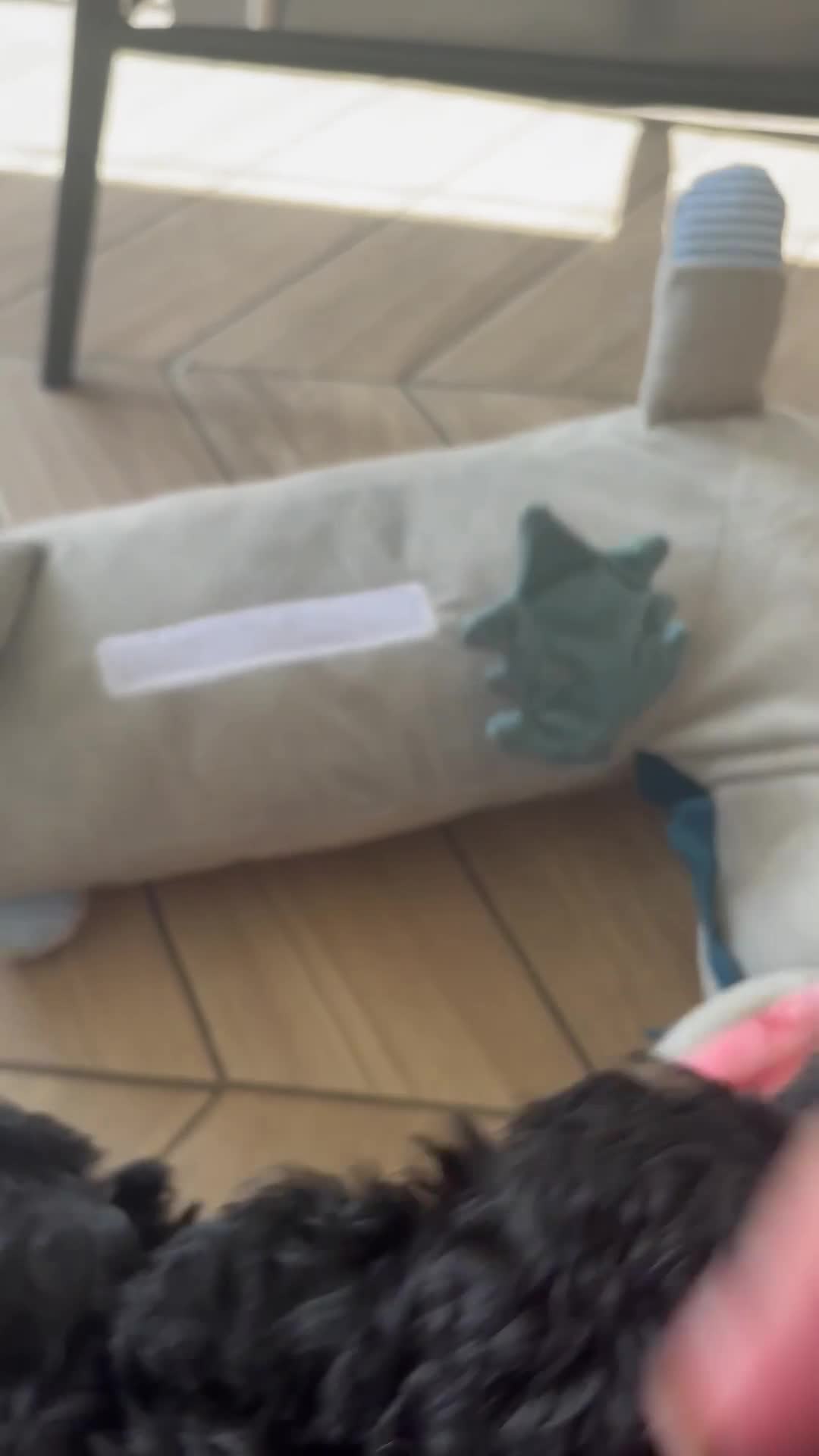 Maltipoo dogs for sale: 💎 READY NOW LAST PHANTOM BOY MALTIPOO 💎 - Video 3