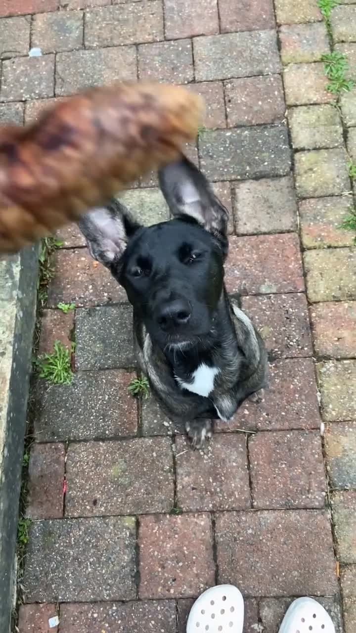Mixed Breed dogs for sale: Staffy x Akita x ridgeback Girl  - Video 2